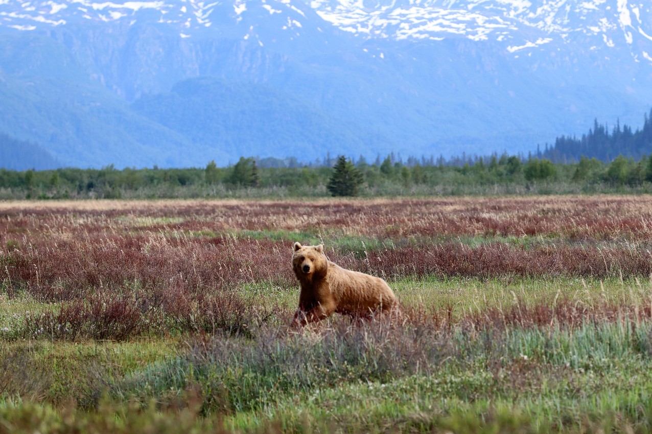 A brown bear acknolwedges the camera while running