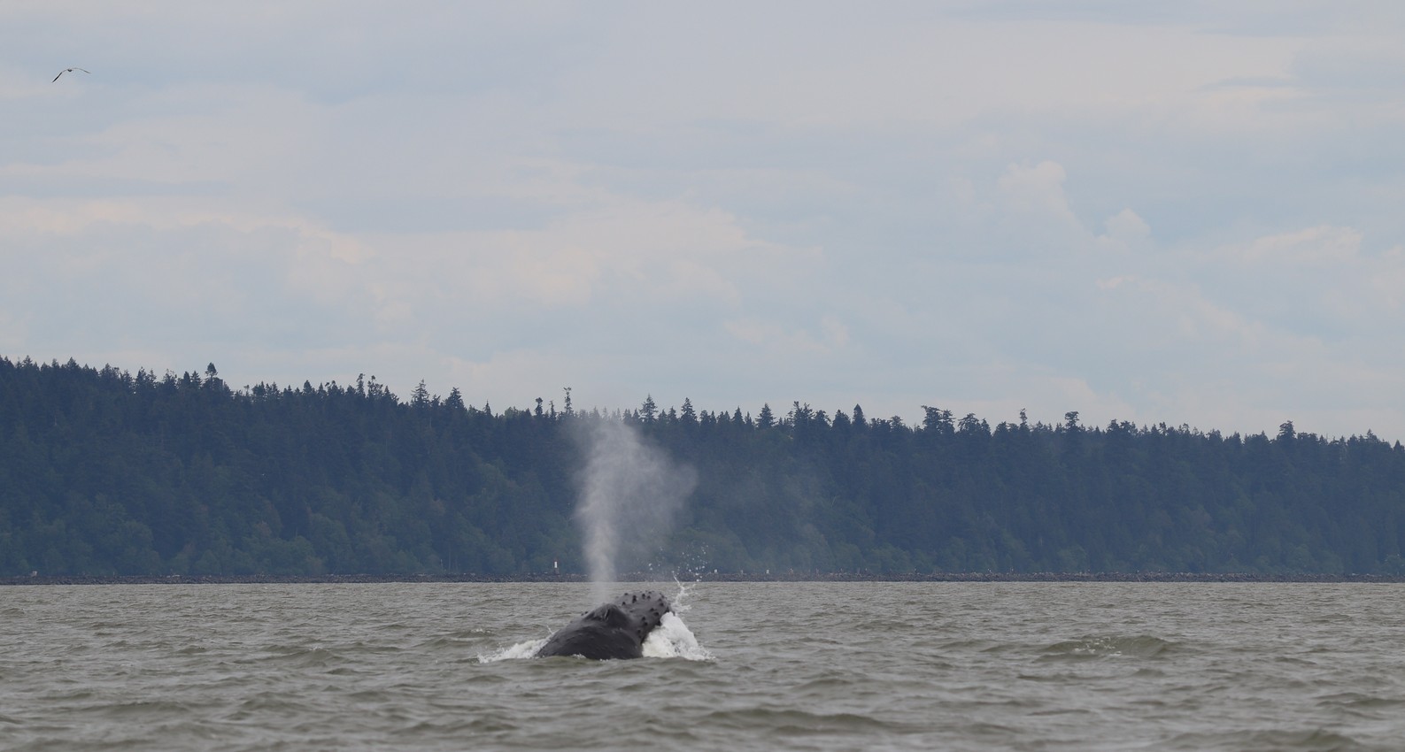 A humpback whale makes a waterspout while feeding