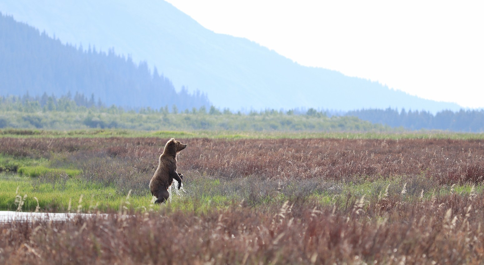 A female grizzly looks for any lurking dangers