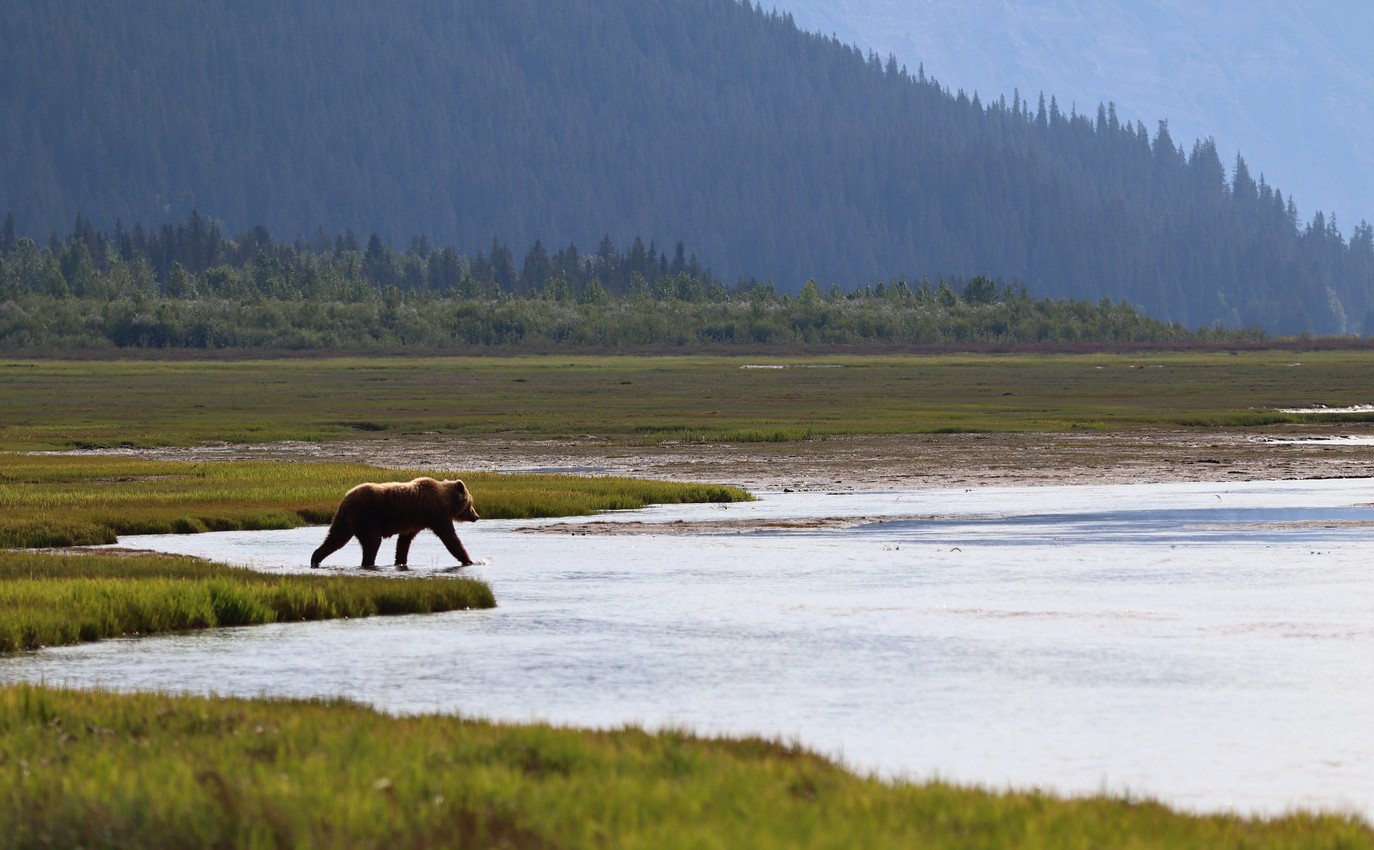 A female brown bear heads out during low tide for some clams