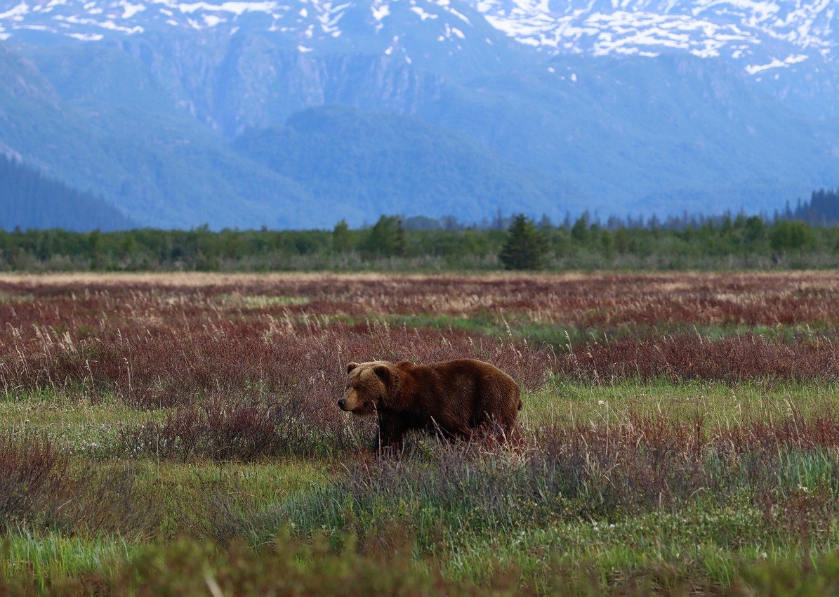 A male grizzly bear pursuing a female