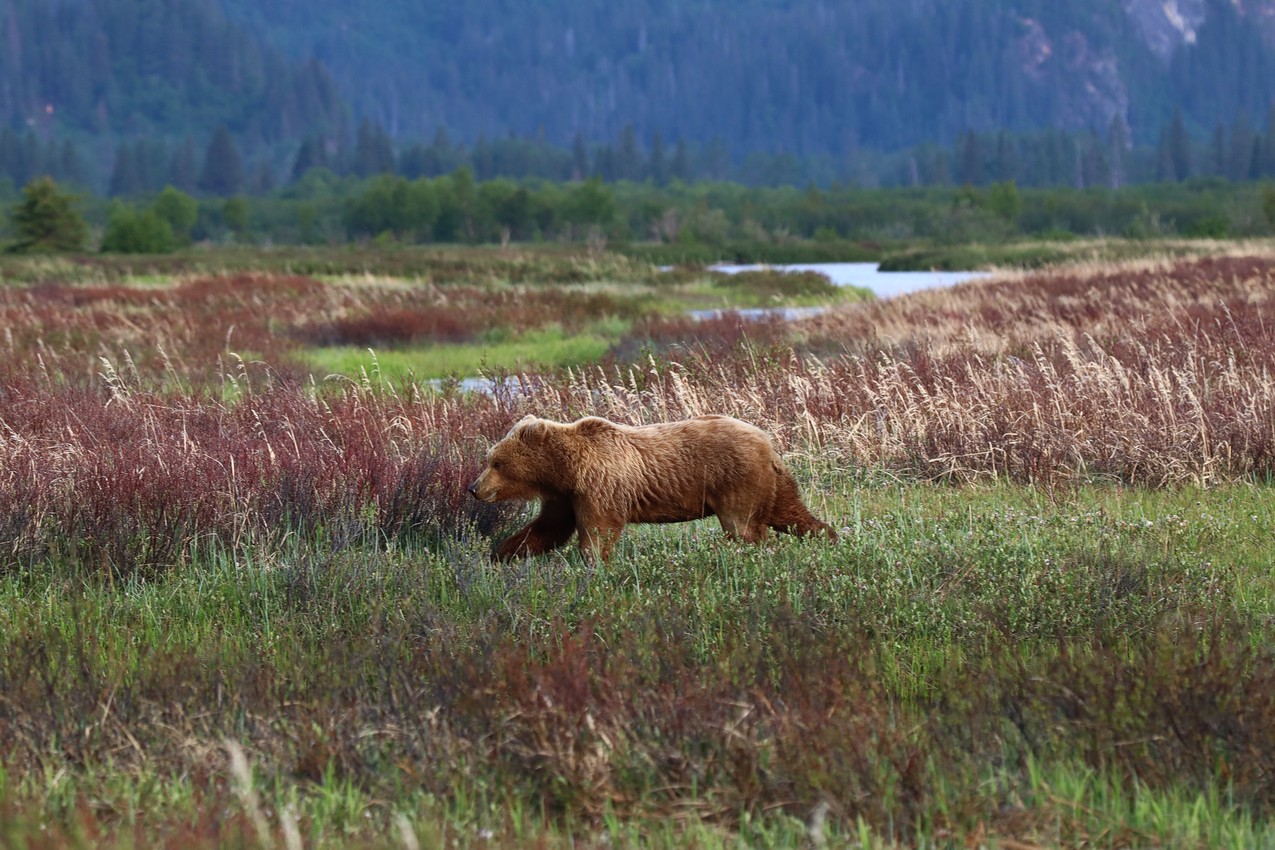 A female brown bear flees a male
