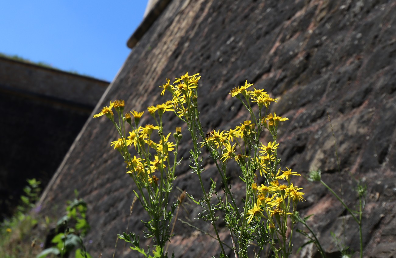 A lone bee at work in the ruins of an old fortress