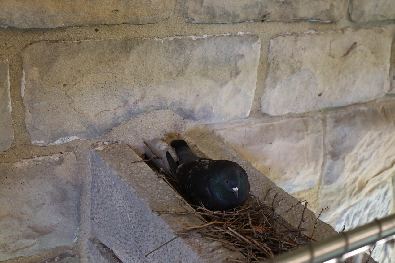 A pigeon sits on her nest tucked into a bridge support