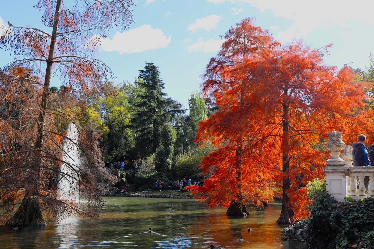 The leaves of a tree turn above a pond with a fountain en el Parque de El Retiro
