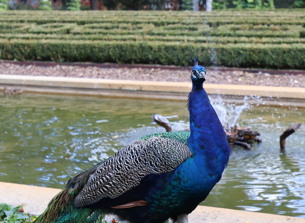 A male peacock looks at the camera