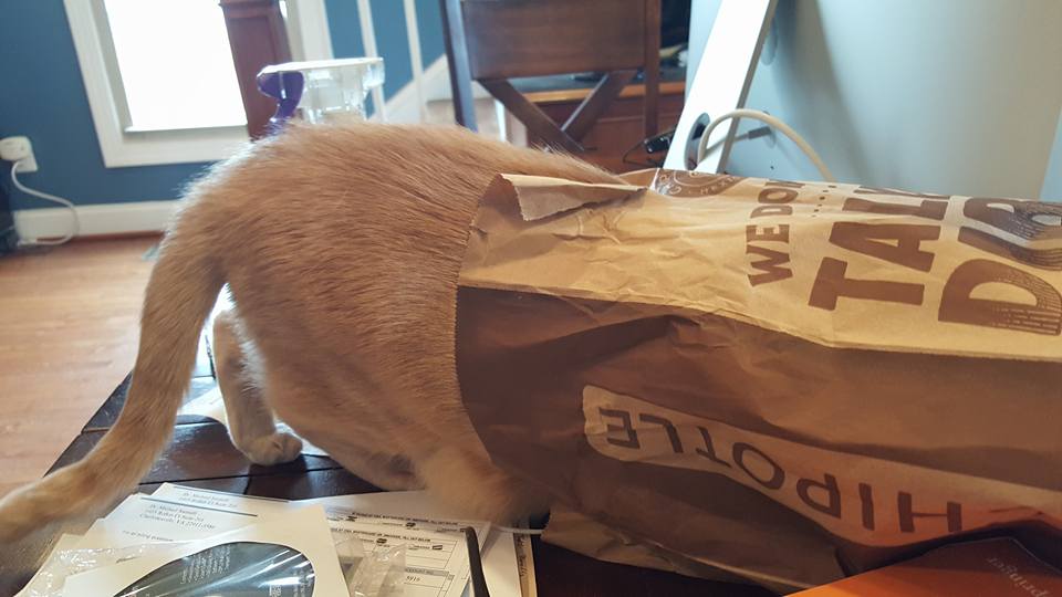 Toby headfirst in a Chipotle bag.