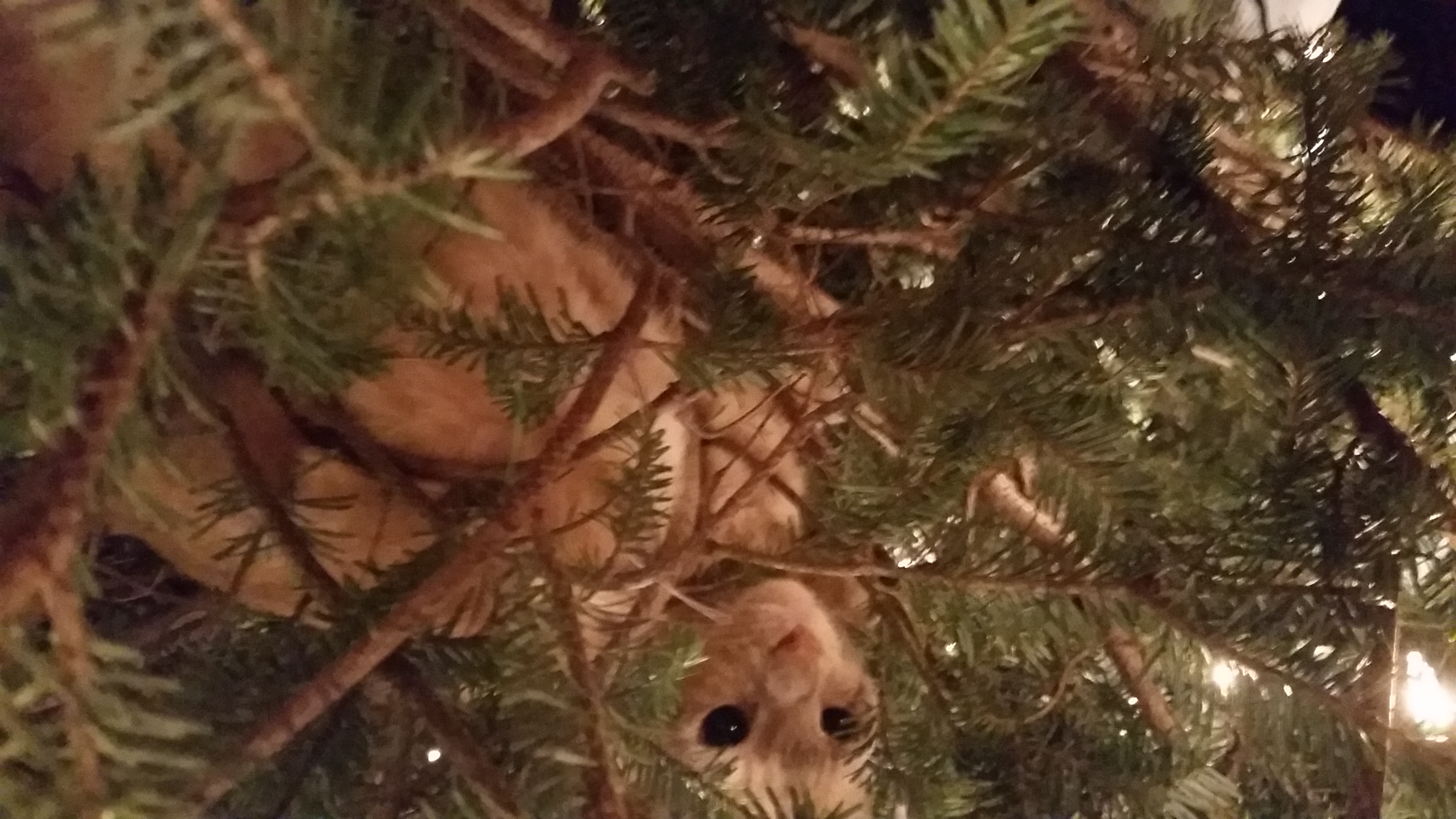 Toby in a christmas tree with pupils fully dilated.