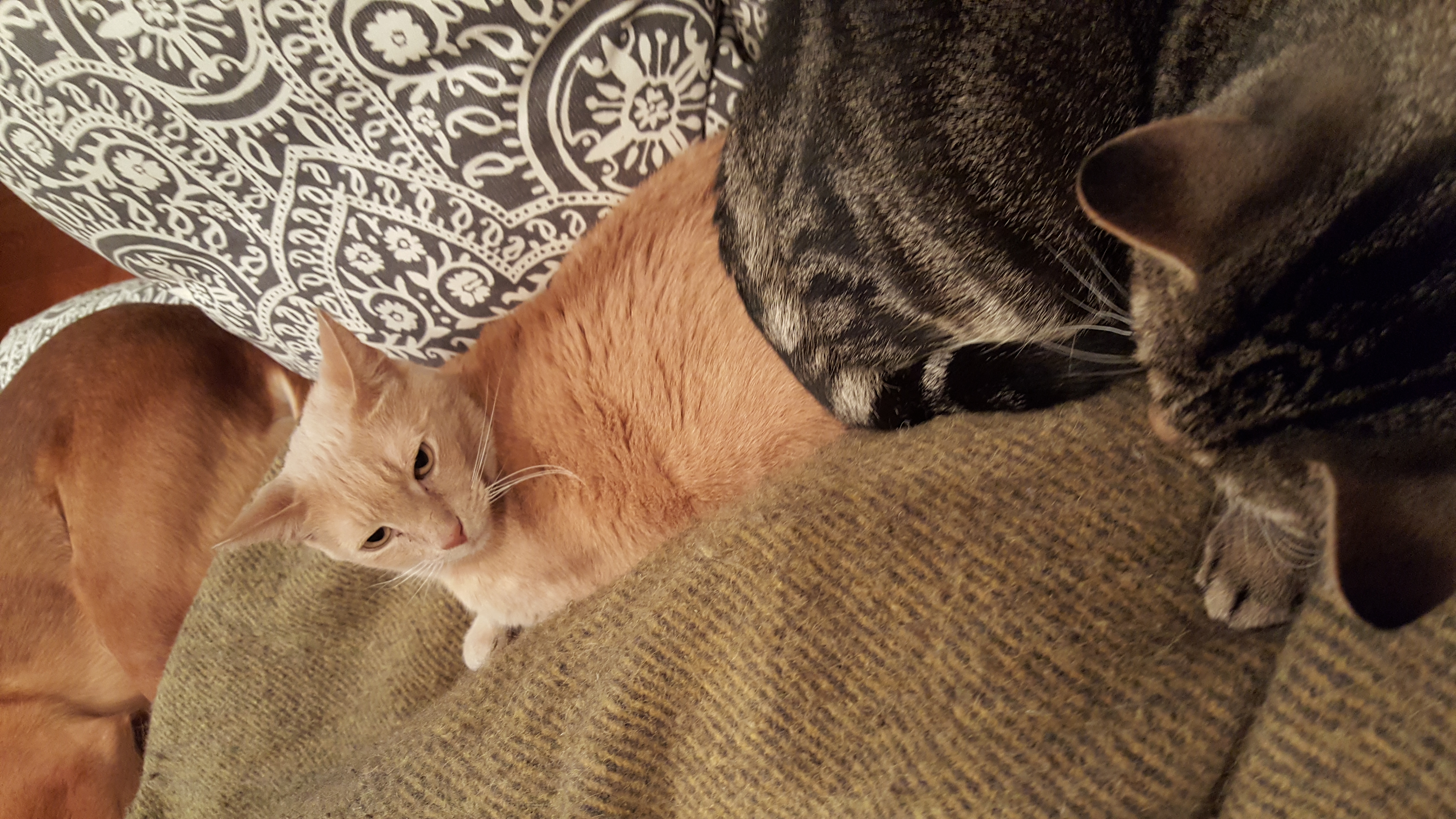 Toby and Tyrion hesitantly touching on the couch.