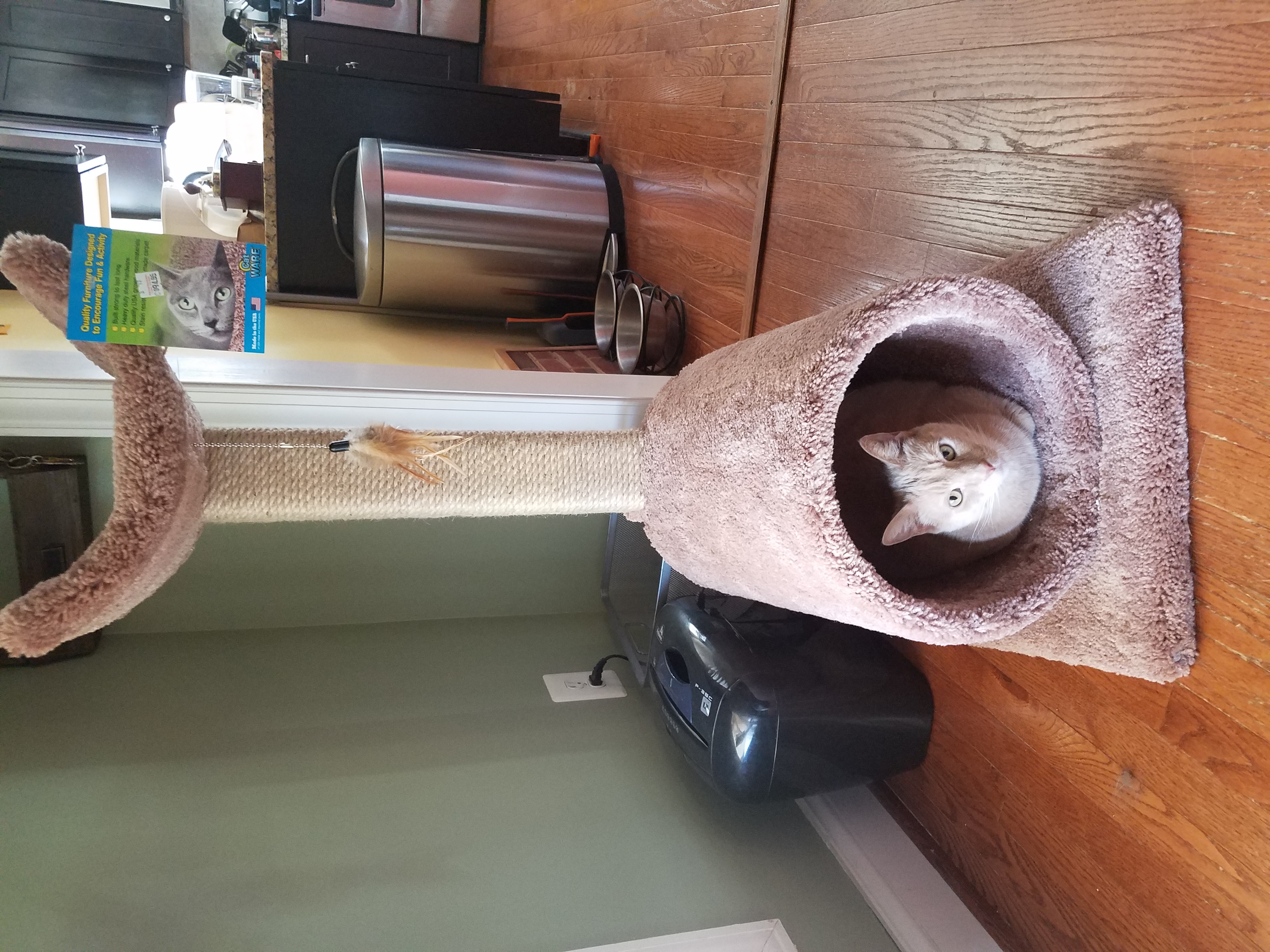 Toby perched in a cat house inside a large tube.