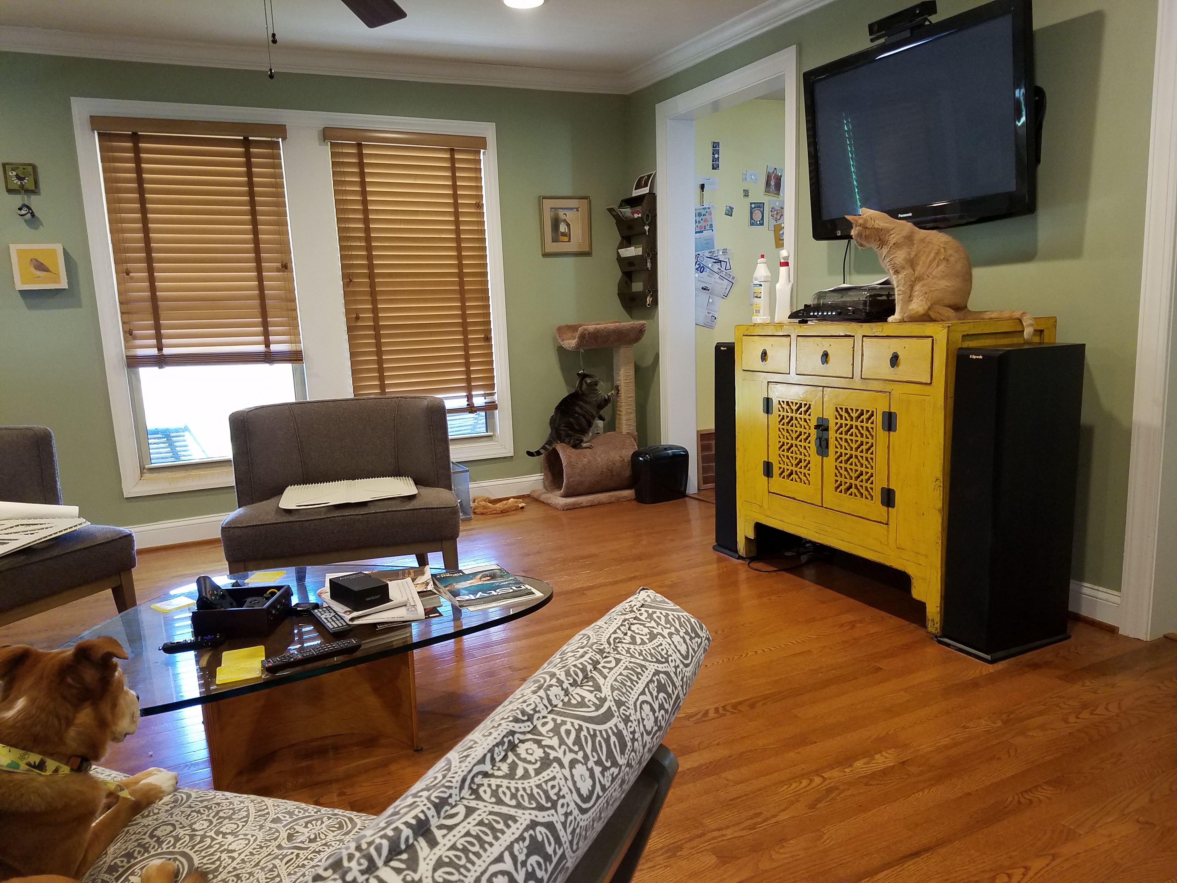 Toby sits on an entertainment stand while a dog looks on from a crooked couch, Tyrion scratches on a cat post.