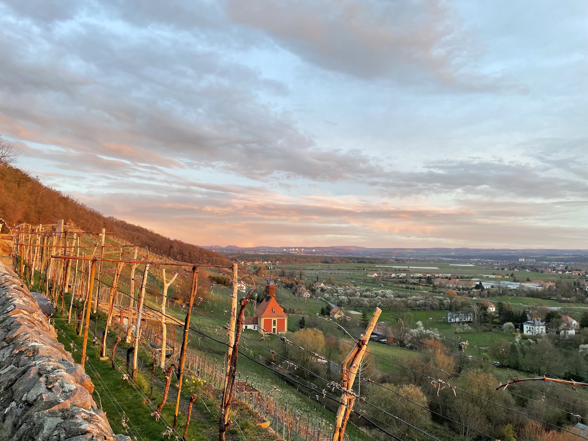 A view over a vineyard as the sun sets