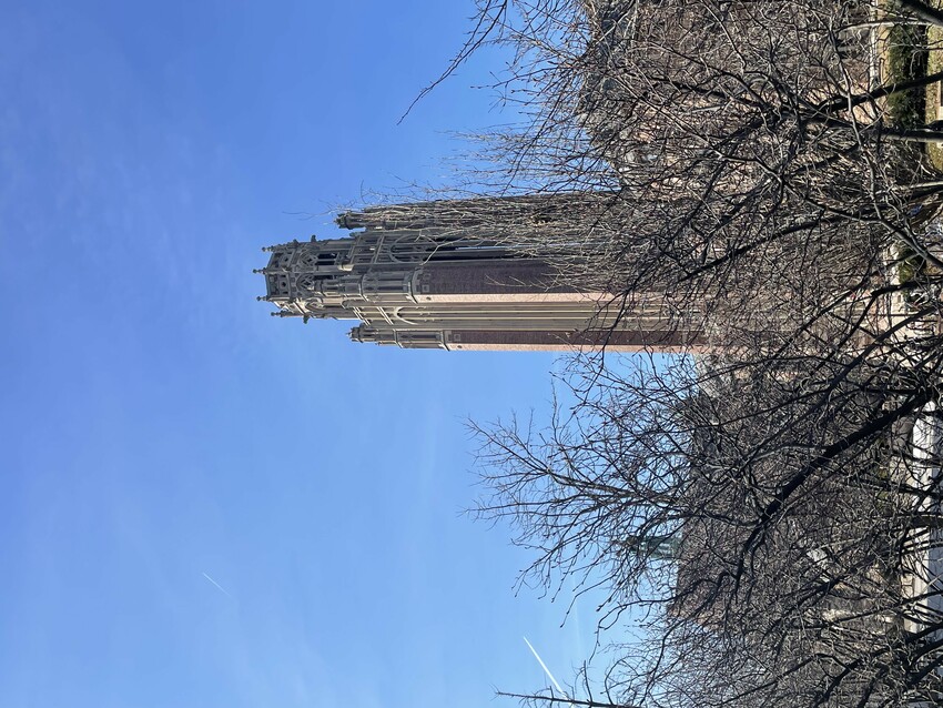 A tower rises behind a tree at the University of Chicago